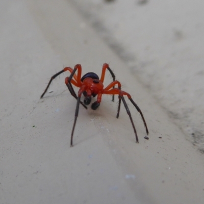 Nicodamidae (family) (Red and Black Spider) at Rugosa - 9 May 2021 by SenexRugosus