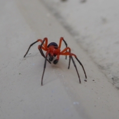 Nicodamidae (family) (Red and Black Spider) at Yass River, NSW - 9 May 2021 by SenexRugosus