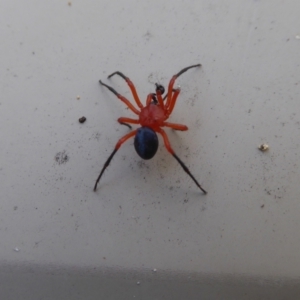 Nicodamidae (family) at Yass River, NSW - 9 May 2021