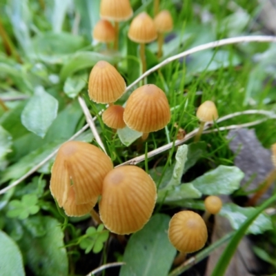 Galerina sp. at Rugosa - 9 May 2021 by SenexRugosus