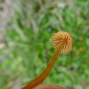 Galerina sp. at Yass River, NSW - 9 May 2021