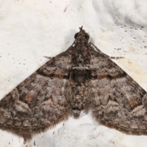 Phrissogonus laticostata at Melba, ACT - 6 May 2021 12:20 AM