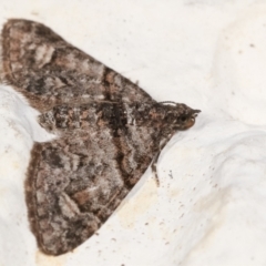 Phrissogonus laticostata at Melba, ACT - 6 May 2021