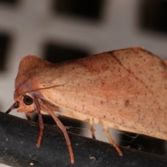 Fisera (genus) (Unidentified Fisera moths) at Melba, ACT - 6 May 2021 by kasiaaus