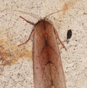 Fisera (genus) at Melba, ACT - 6 May 2021