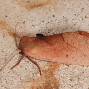 Fisera (genus) at Melba, ACT - 6 May 2021 09:55 PM