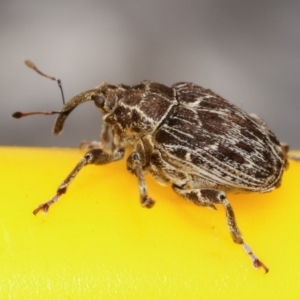 Mogulones geographicus at Melba, ACT - 6 May 2021 09:59 PM