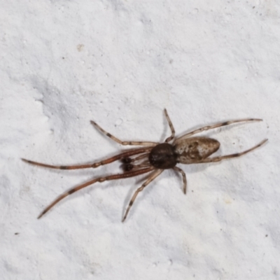 Tetragnathidae (family) (Long-jawed orb weavers) at Melba, ACT - 6 May 2021 by kasiaaus