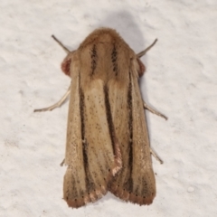 Leucania diatrecta (A Noctuid moth) at Melba, ACT - 6 May 2021 by kasiaaus