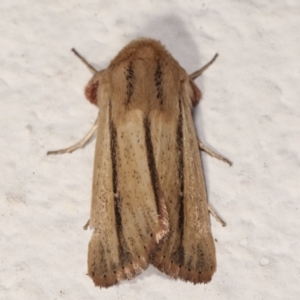 Leucania diatrecta at Melba, ACT - 6 May 2021