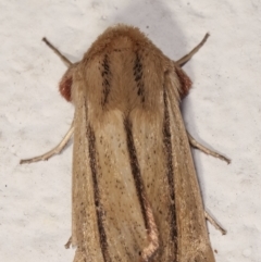 Leucania diatrecta at Melba, ACT - 6 May 2021 09:50 PM