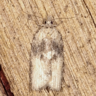 Tortricinae (subfamily) (A tortrix moth) at Melba, ACT - 9 Mar 2021 by kasiaaus