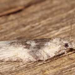 Tortricinae (subfamily) at Melba, ACT - 9 Mar 2021