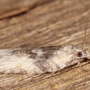 Tortricinae (subfamily) at Melba, ACT - 9 Mar 2021 10:20 PM