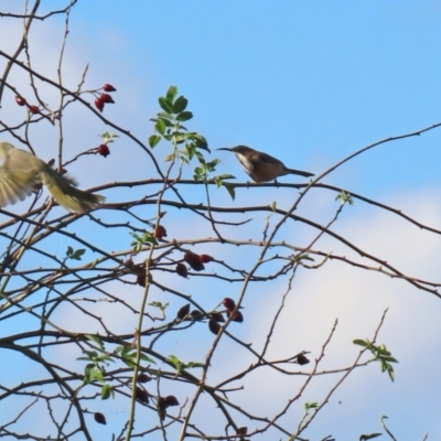 Acanthorhynchus tenuirostris (Eastern Spinebill) at Isabella Pond - 9 May 2021 by RodDeb