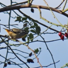 Pardalotus punctatus (Spotted Pardalote) at Monash, ACT - 9 May 2021 by RodDeb