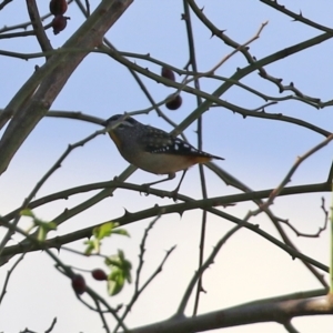 Pardalotus punctatus at Monash, ACT - 9 May 2021