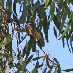 Pardalotus punctatus at Monash, ACT - 9 May 2021