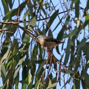 Pardalotus punctatus at Monash, ACT - 9 May 2021