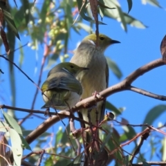 Ptilotula penicillata (White-plumed Honeyeater) at Isabella Pond - 9 May 2021 by RodDeb