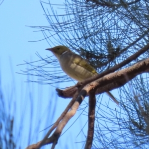 Ptilotula penicillata at Monash, ACT - 9 May 2021