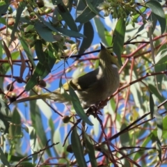 Ptilotula penicillata at Monash, ACT - 9 May 2021