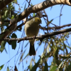 Ptilotula penicillata at Monash, ACT - 9 May 2021