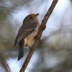 Pachycephala pectoralis (Golden Whistler) at Tuggeranong Creek to Monash Grassland - 9 May 2021 by RodDeb