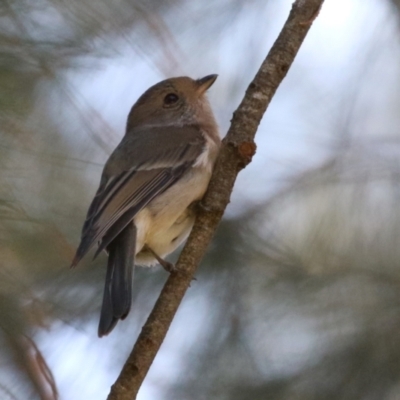 Pachycephala pectoralis (Golden Whistler) at Monash, ACT - 9 May 2021 by RodDeb