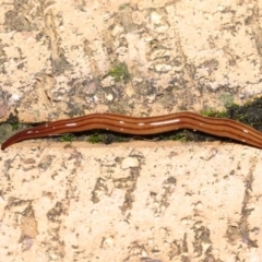 Anzoplana trilineata (A Flatworm) at Evatt, ACT - 8 May 2021 by TimL