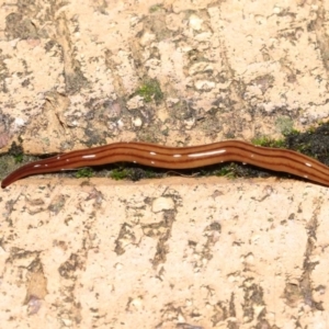 Anzoplana trilineata at Evatt, ACT - 8 May 2021