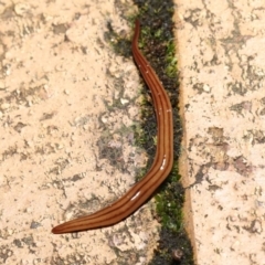 Anzoplana trilineata at Evatt, ACT - 8 May 2021 07:15 PM