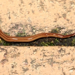 Anzoplana trilineata at Evatt, ACT - 8 May 2021