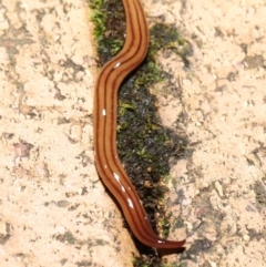 Anzoplana trilineata at Evatt, ACT - 8 May 2021 07:15 PM