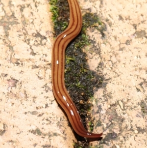 Anzoplana trilineata at Evatt, ACT - 8 May 2021