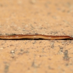 Anzoplana trilineata at Evatt, ACT - 8 May 2021 07:15 PM