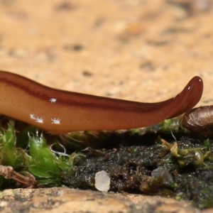 Riccardoella oudemansi at Evatt, ACT - 8 May 2021 07:17 PM