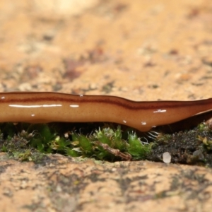 Riccardoella oudemansi at Evatt, ACT - 8 May 2021 07:17 PM