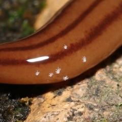 Riccardoella oudemansi at Evatt, ACT - 8 May 2021 07:17 PM