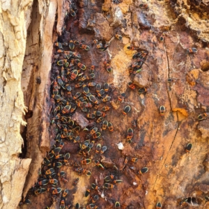 Dindymus versicolor at Molonglo Valley, ACT - 9 May 2021