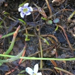 Limosella australis (Austral Mudwort) at Downer, ACT - 2 May 2021 by JaneR