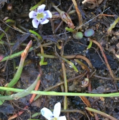 Limosella australis (Austral Mudwort) at Lake Burley Griffin West - 2 May 2021 by JaneR