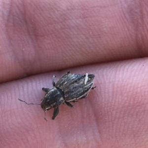 Naupactus leucoloma at Curtin, ACT - 26 Apr 2021 02:05 PM