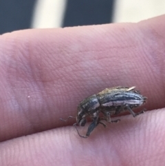 Naupactus leucoloma at Curtin, ACT - 26 Apr 2021