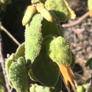 Correa reflexa var. reflexa at Tennent, ACT - 9 May 2021