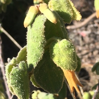 Correa reflexa var. reflexa (Common Correa, Native Fuchsia) at Tennent, ACT - 8 May 2021 by JaneR