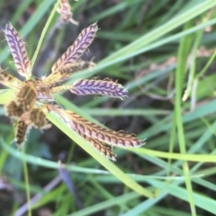 Cyperus sanguinolentus (A Sedge) at Tennent, ACT - 9 May 2021 by JaneR