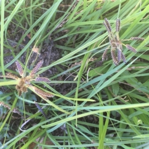 Cyperus sanguinolentus at Tennent, ACT - 9 May 2021 11:49 AM