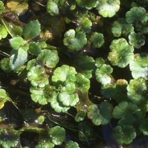 Hydrocotyle sibthorpioides at Tennent, ACT - 9 May 2021 11:44 AM