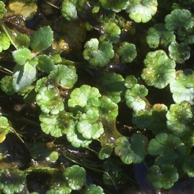 Hydrocotyle sibthorpioides (A Pennywort) at Tennent, ACT - 9 May 2021 by JaneR